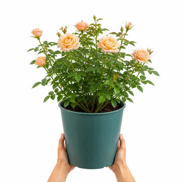 5L Rose Many Happy Returns Peach Rose Bush - Beautiful Flowering Garden Plant Plants By Post