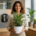 Dracaena White Jewel Dragon Tree – Elegant White and Green Variegated Indoor Houseplant Plants By Post