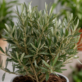 Olive Tree - 90/100cm Tall - Mediterranean Charm for Your Garden