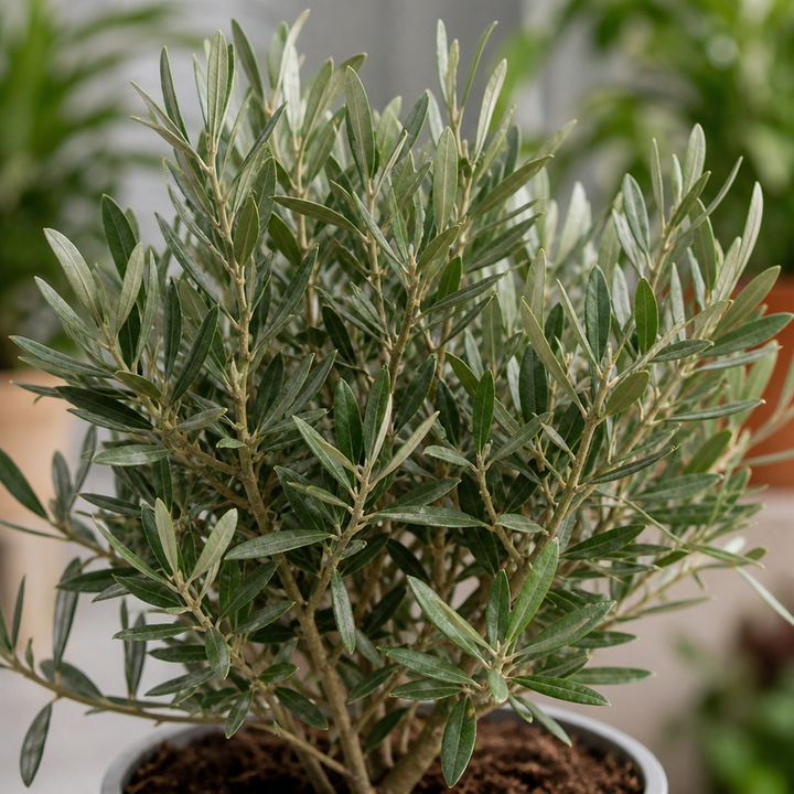 Olive Tree - 90/100cm Tall - Mediterranean Charm for Your Garden