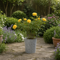 3L Yellow Patio Rose Outdoor Flowering Plant in Decorative Pot
