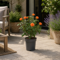 3L Orange Patio Rose in Decorative Pot Outdoor Garden Plant
