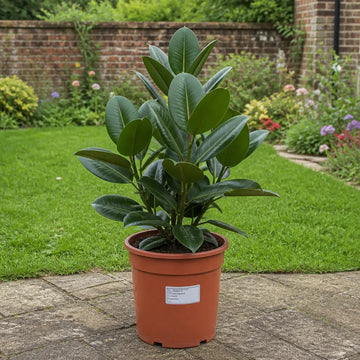Ficus Robusta Rubber Plant 21cm Pot – Large Indoor Houseplant Plants By Post