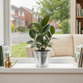 Ficus Robusta Rubber Plant – Elegant Glossy Green Foliage Indoor Houseplant Plants By Post