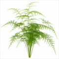 Asparagus Setaceus Lace Fern 12cm Pot Plants By Post