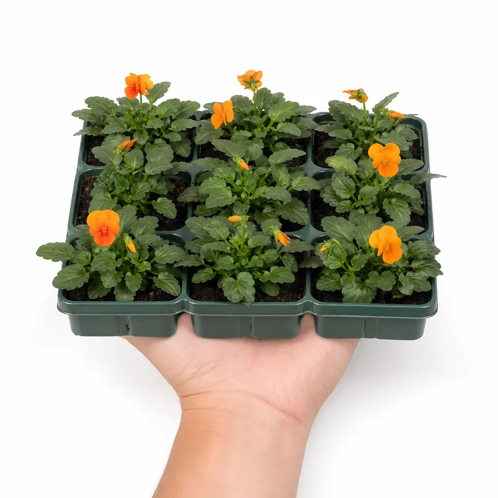 Viola Sorbet Deep Orange 9 Pack × 2 Spring & Autumn Bedding Plants Plants By Post