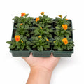 Viola Sorbet Deep Orange 9 Pack × 2 Spring & Autumn Bedding Plants Plants By Post