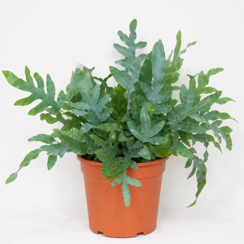 Phlebodium Blue Fern Blue Star Fern 17cm Pot – Easy Care Pet Friendly Indoor Houseplant Plants By Post