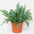 Phlebodium Blue Fern Blue Star Fern 17cm Pot – Easy Care Pet Friendly Indoor Houseplant Plants By Post