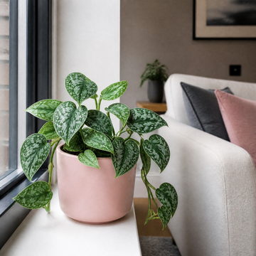 Scindapsus Pictus Trebie Pothos 12cm Pot Plants By Post