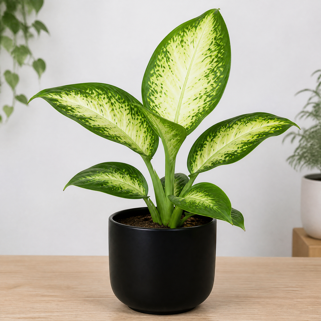 Dieffenbachia Camilla Dumb Cane 12cm Pot Plants By Post