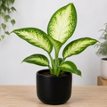 Dieffenbachia Camilla Dumb Cane 12cm Pot Plants By Post