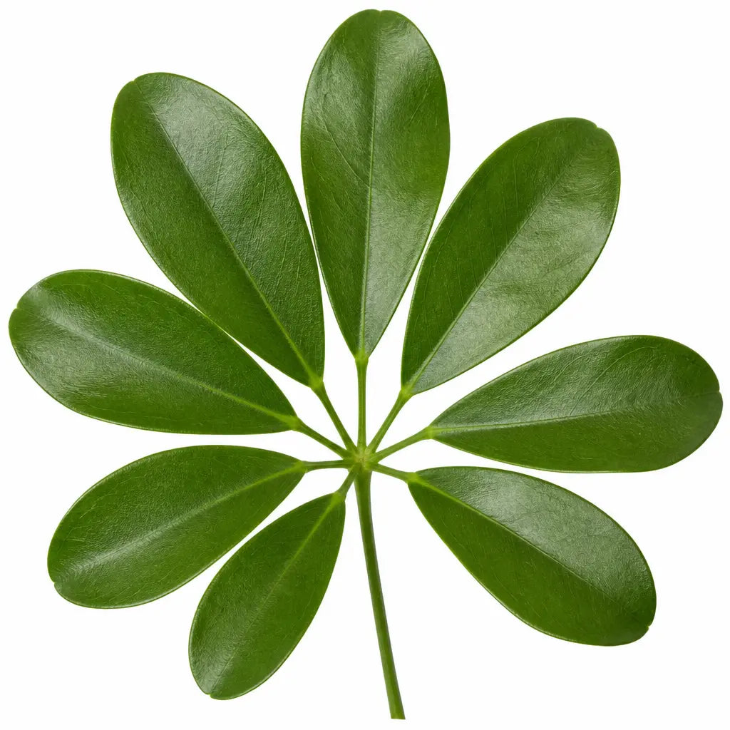Philodendron Imperial Green 19cm Pot – Large Indoor Foliage Houseplant Plants By Post