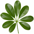 Schefflera Green Umbrella Plant 19cm Pot – Easy Care Large Indoor Houseplant Plants By Post