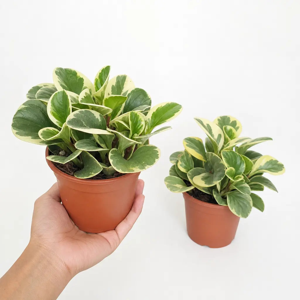 Peperomia Obtusifolia Variegated Radiator Plant 12cm Pot Plants By Post