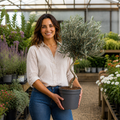 5L Spiral Olive Tree 100/110cm Tall Evergreen Mediterranean Tree