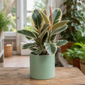 Ficus Tineke Rubber Plant – Elegant Variegated Green and Cream Indoor Houseplant Plants By Post