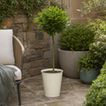 Bay Tree Standard – 90cm Tall Hardy Evergreen Laurus Nobilis for Pots & Borders