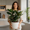 Ficus Robusta Rubber Plant 5L Plants By Post