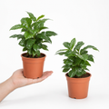Coffee Arabica – Indoor Coffee Plant for Home & Office (12cm Pot) Plants By Post