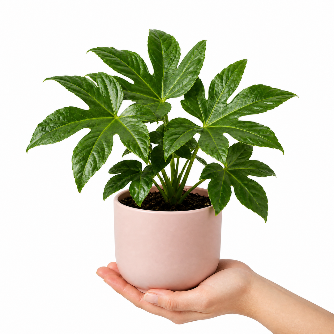 Fatsia Paper Plant 12cm Pot - Air Purifying Plant Plants By Post