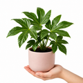 Fatsia Paper Plant 12cm Pot - Air Purifying Plant Plants By Post