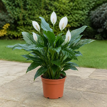 Spathiphyllum Peace Lily 17cm Pot – Easy Care Flowering Indoor Houseplant Plants By Post