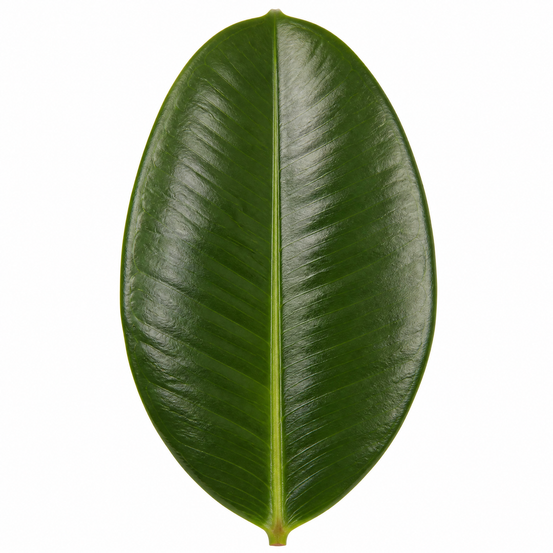 Ficus Robusta Rubber Plant 17cm Pot – Easy Care Indoor Houseplant Plants By Post