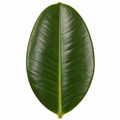 Ficus Robusta Rubber Plant 17cm Pot – Easy Care Indoor Houseplant Plants By Post
