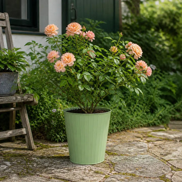 5L Rose Many Happy Returns Peach Rose Bush - Beautiful Flowering Garden Plant Plants By Post