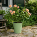5L Rose Many Happy Returns Peach Rose Bush - Beautiful Flowering Garden Plant Plants By Post