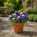 Pansy Delta Rhythm & Blues Mix 9 Pack × 2 Spring & Autumn Bedding Plants Plants By Post