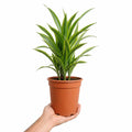 Dracaena Lemon Lime Dragon Tree 17cm Pot – Easy Care Indoor Houseplant Plants By Post
