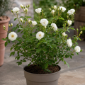3L White Patio Rose in Decorative Pot Outdoor & Garden Plant