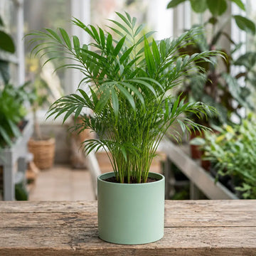 Chamaedorea Elegans Parlour Palm 2L – Elegant Tropical Indoor Houseplant Plants By Post