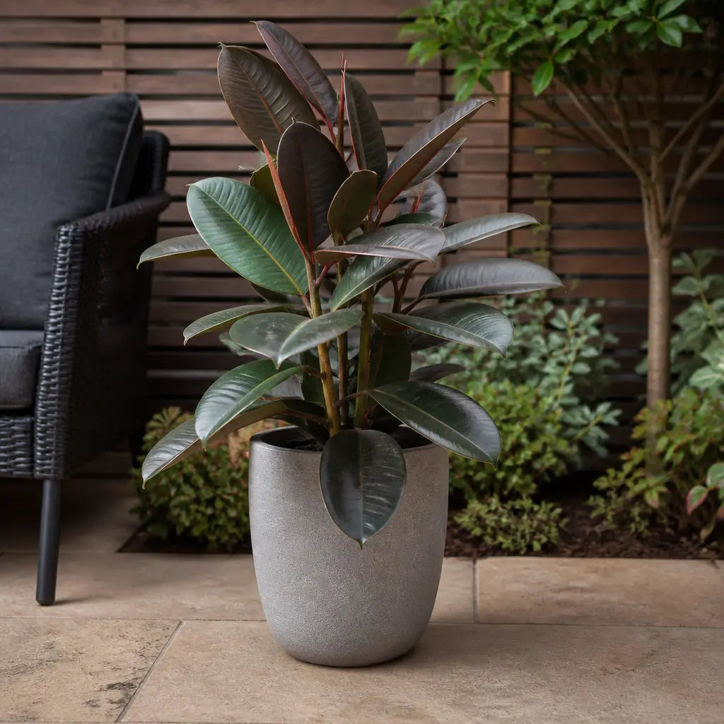 Ficus Abidjan Rubber Plant 21cm Pot – Large Indoor Houseplant Plants By Post