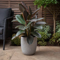 Ficus Abidjan Rubber Plant 21cm Pot – Large Indoor Houseplant Plants By Post