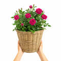 5L Rose Let's Celebrate Dark Pink Rose Bush- Beautiful Flowering Garden Plant