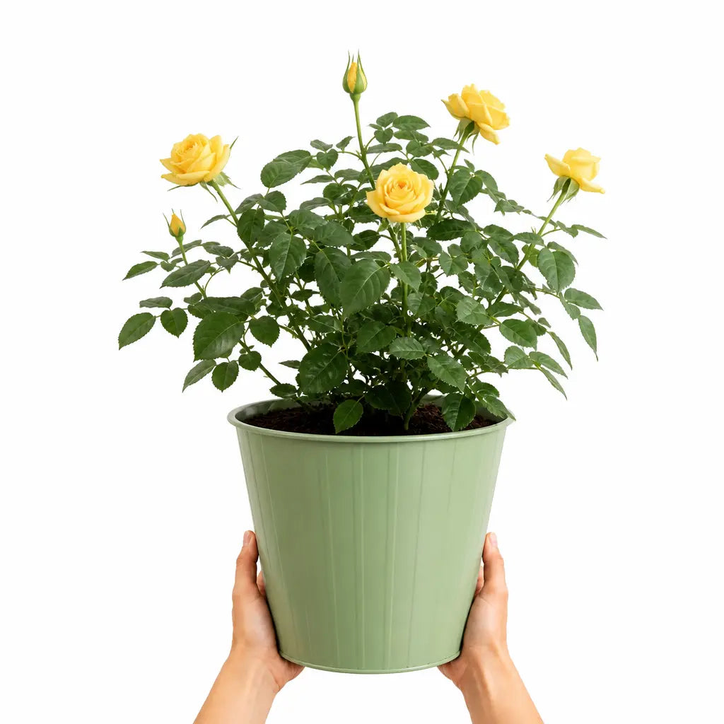 5L Rose Anniversary Wishes Yellow Rose Bush | Beautiful Flowering Garden Plant Plants By Post