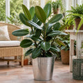 Ficus Robusta Rubber Plant – Elegant Glossy Green Foliage Indoor Houseplant Plants By Post