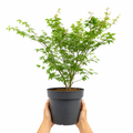 3L Acer Green Leaf in Pot Outdoor Tree for Patio & Garden