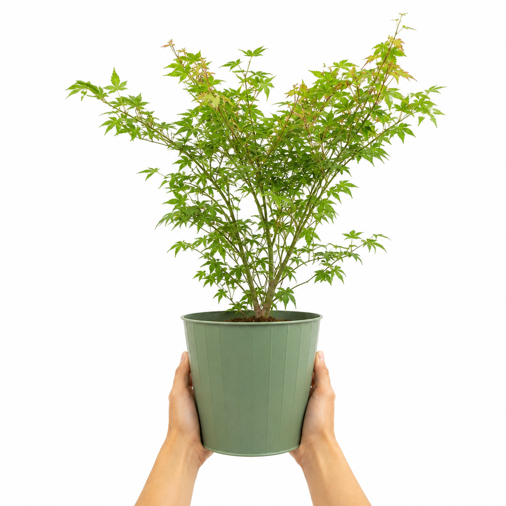 3L Acer Green Leaf in Pot Outdoor Tree for Patio & Garden