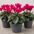Cyclamen Deep Rose 10.5cm Pot Pack of 3 & 6 Flowering Outdoor Plants Plants By Post