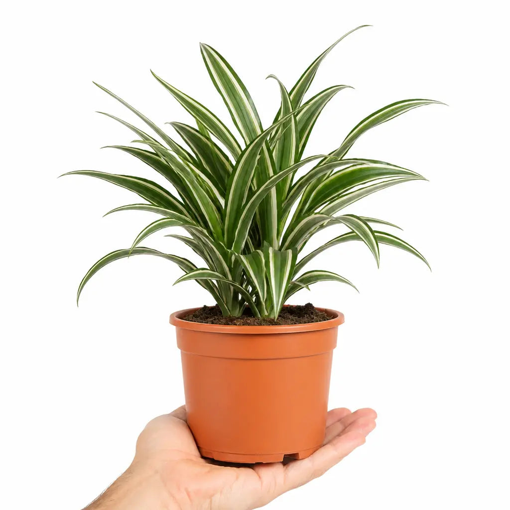 Dracaena White Jewel Dragon Tree 17cm Pot – Easy Care Indoor Houseplant Plants By Post