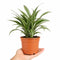 Nursery Pot