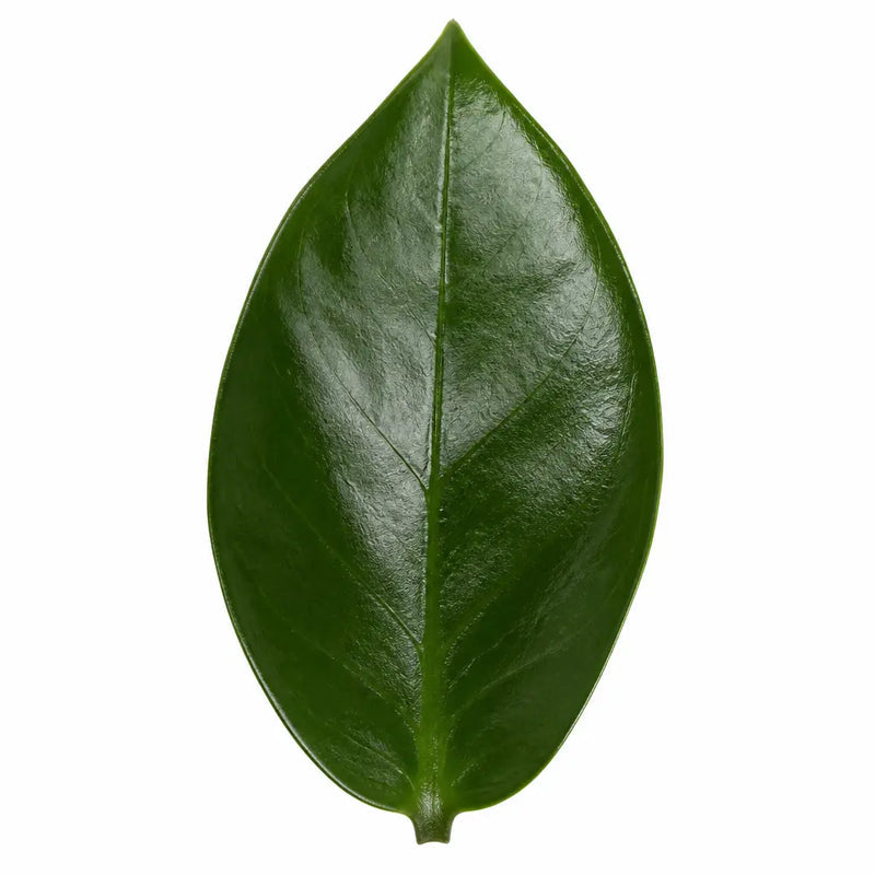 Zamioculcas Zamiifolia ZZ Plant 12cm Pot – Easy Care Indoor Houseplant Plants By Post