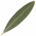 5L Spiral Olive Tree 100/110cm Tall Evergreen Mediterranean Tree