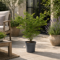 3L Acer Green Leaf in Pot Outdoor Tree for Patio & Garden