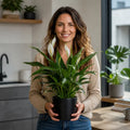 Spathiphyllum Peace Lily – Elegant White Flowers and Glossy Green Indoor Houseplant Plants By Post