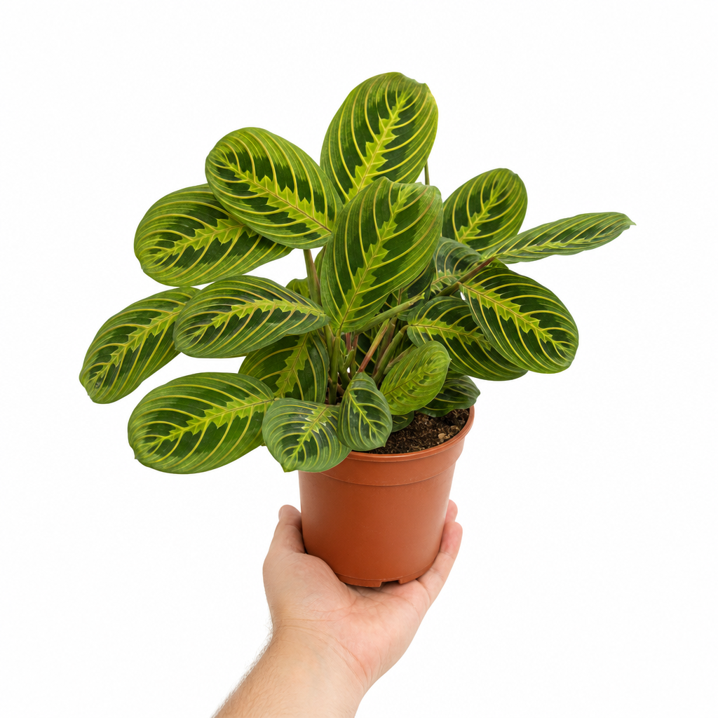 Maranta Lemon Lime Prayer Plant Green Variegated 12cm Pot The Rose Press Garden